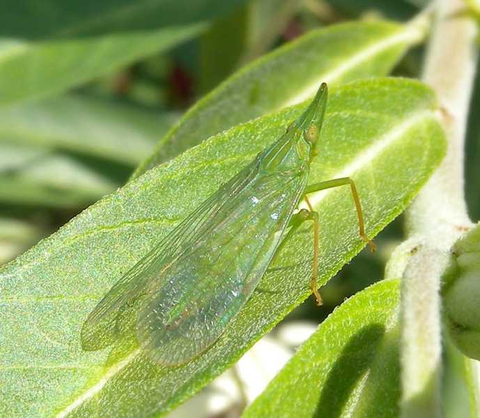 Leafhoppers and planthoppers
